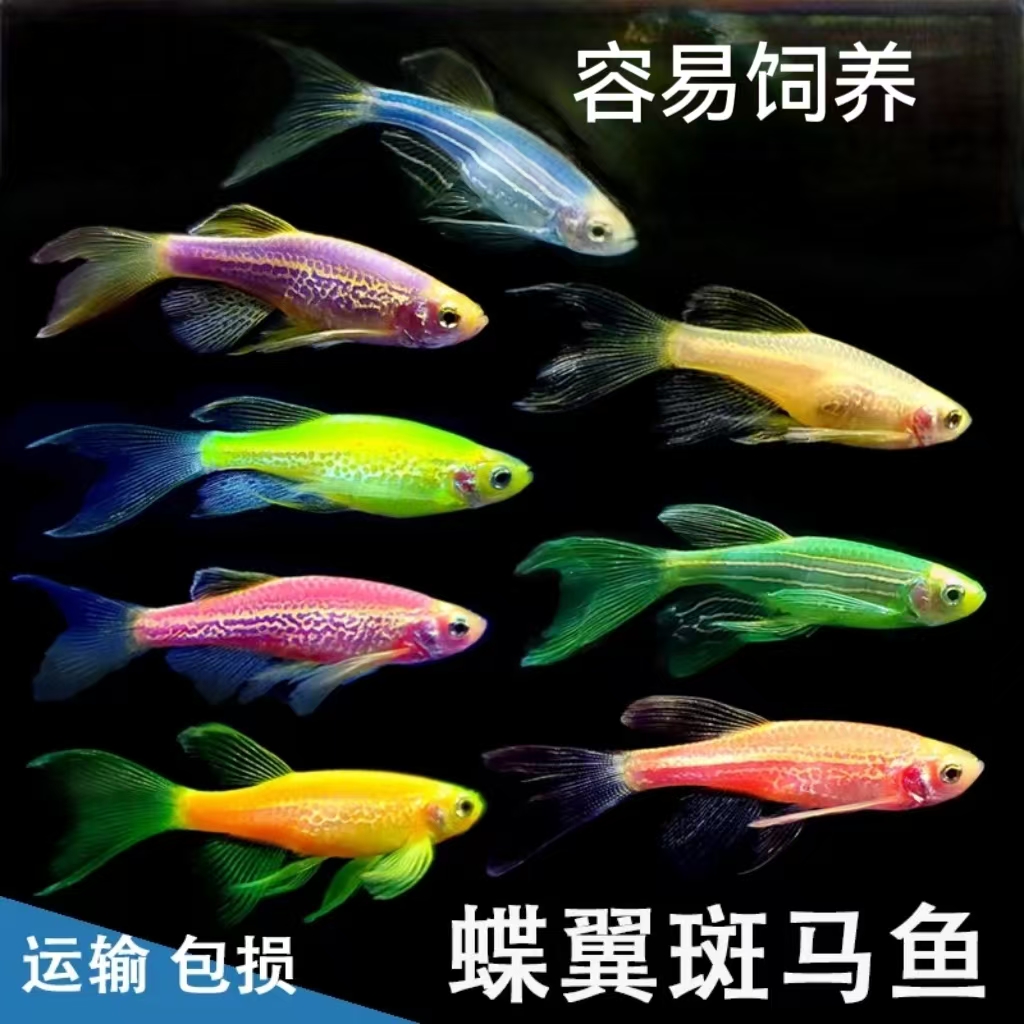发货冷水小缸混养包邮蝶翼长尾斑马鱼热带观赏鱼活体