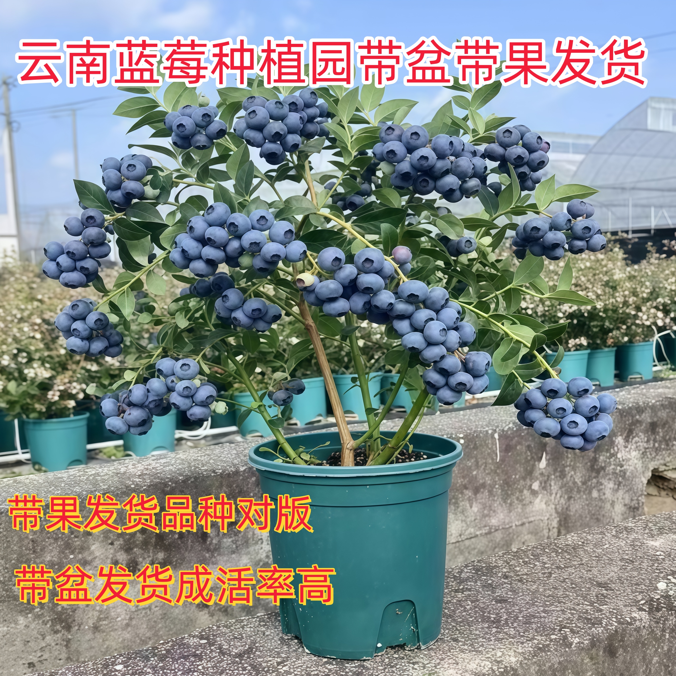 2026头茬云南蓝莓苗带盆带果发货南北方种植阳台盆栽室外地栽大果