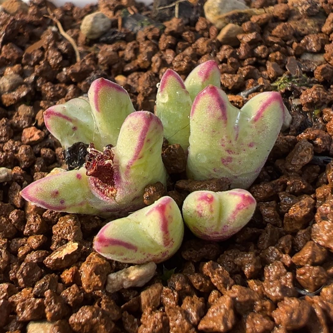 猪蹄多肉植物盆栽栽培