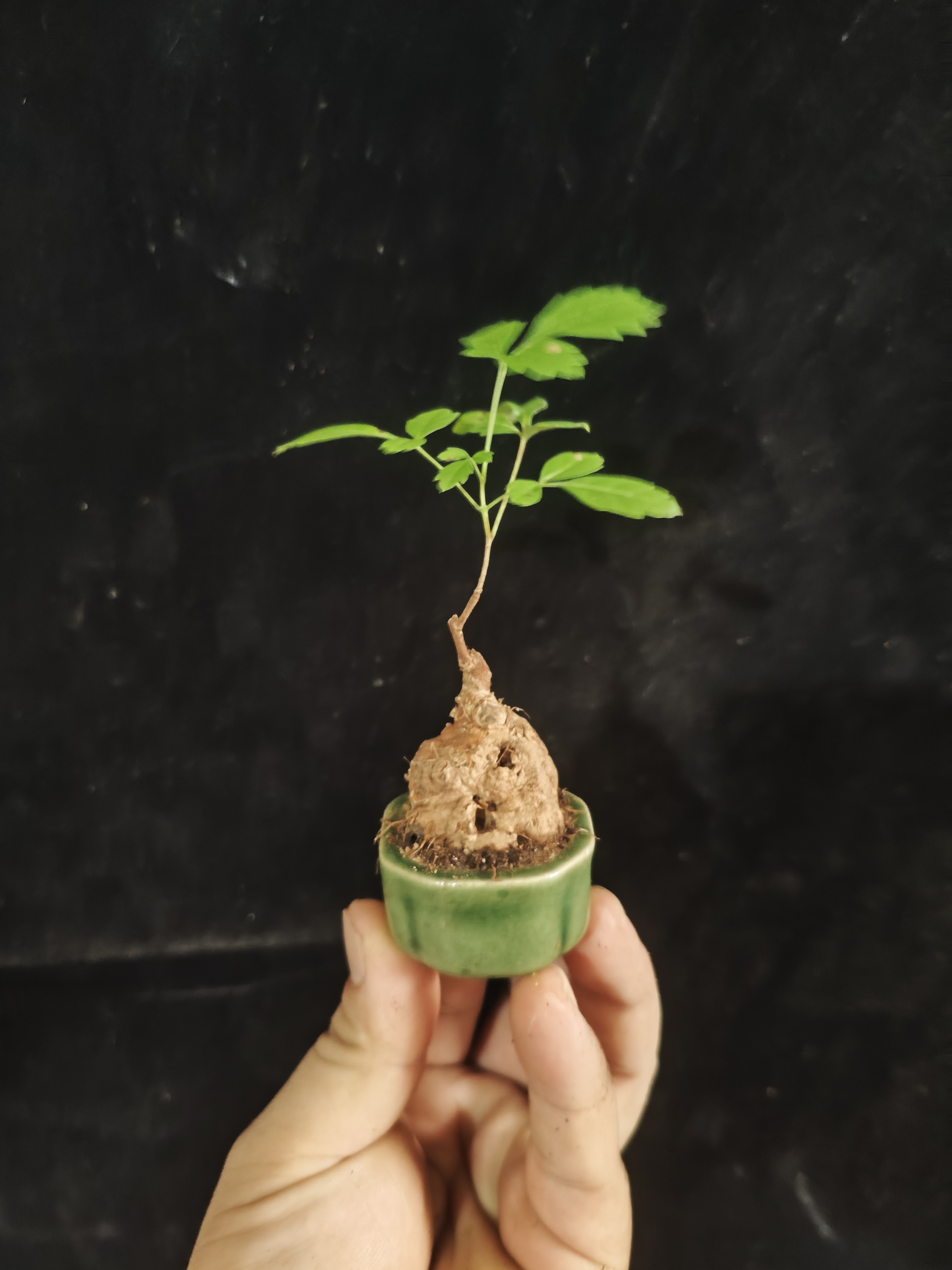 黄荆，拇指盆景，一物一拍，直播间选货，私拍随机发货小品盆景小盆景