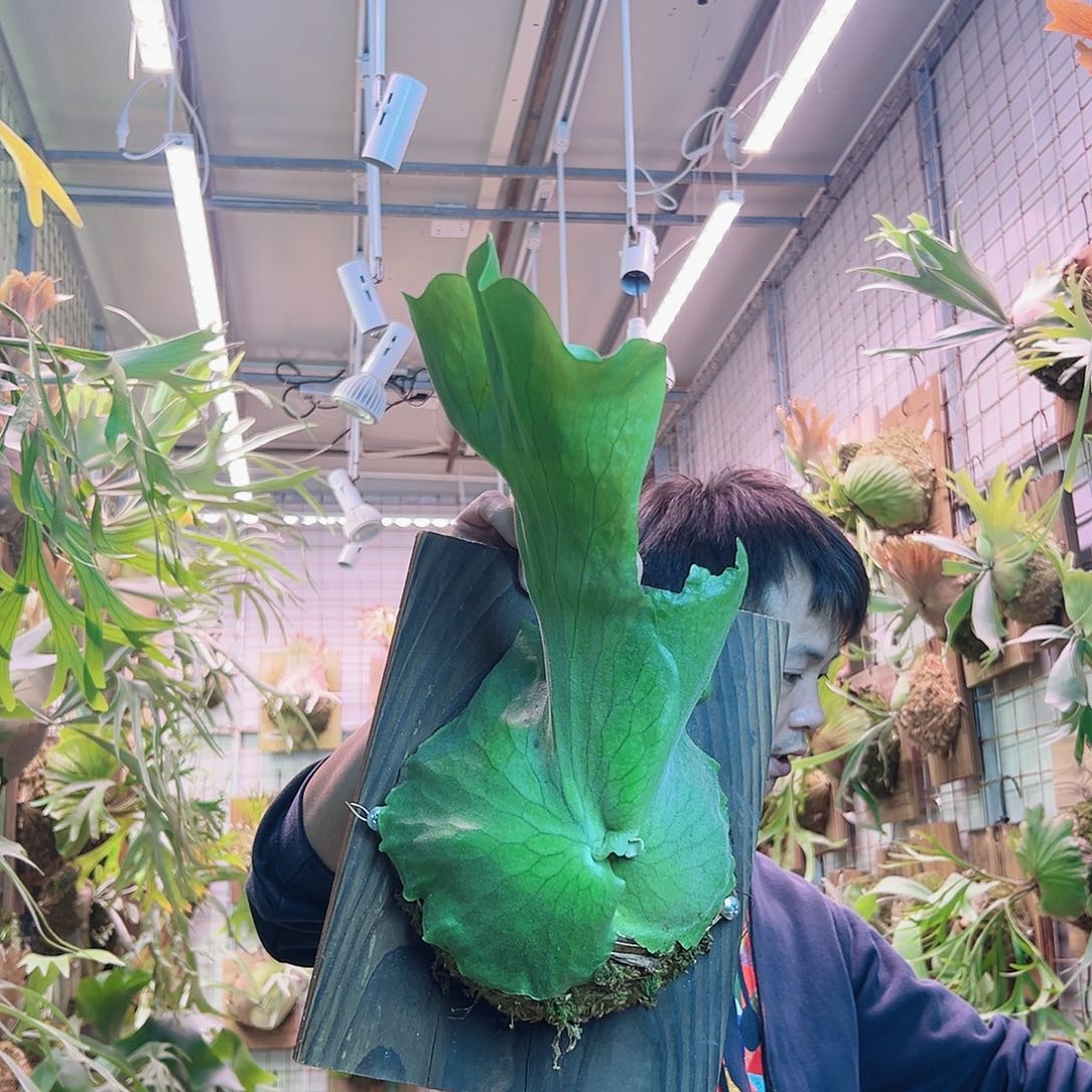 无花朵苏拉威西a22