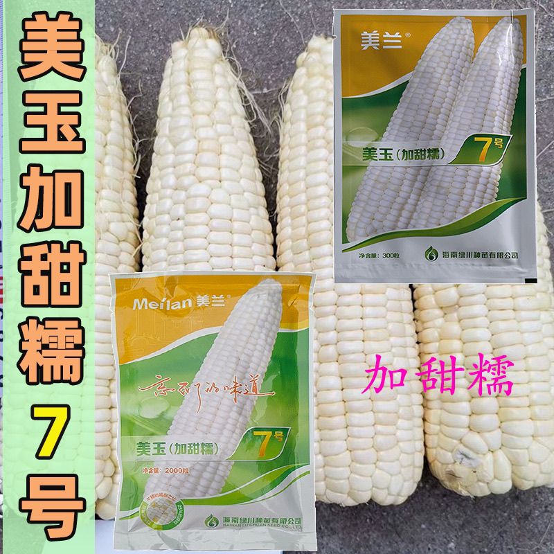 美玉7号玉米种子品质优种皮超薄甜度高香甜糯甜糯玉米种子优质