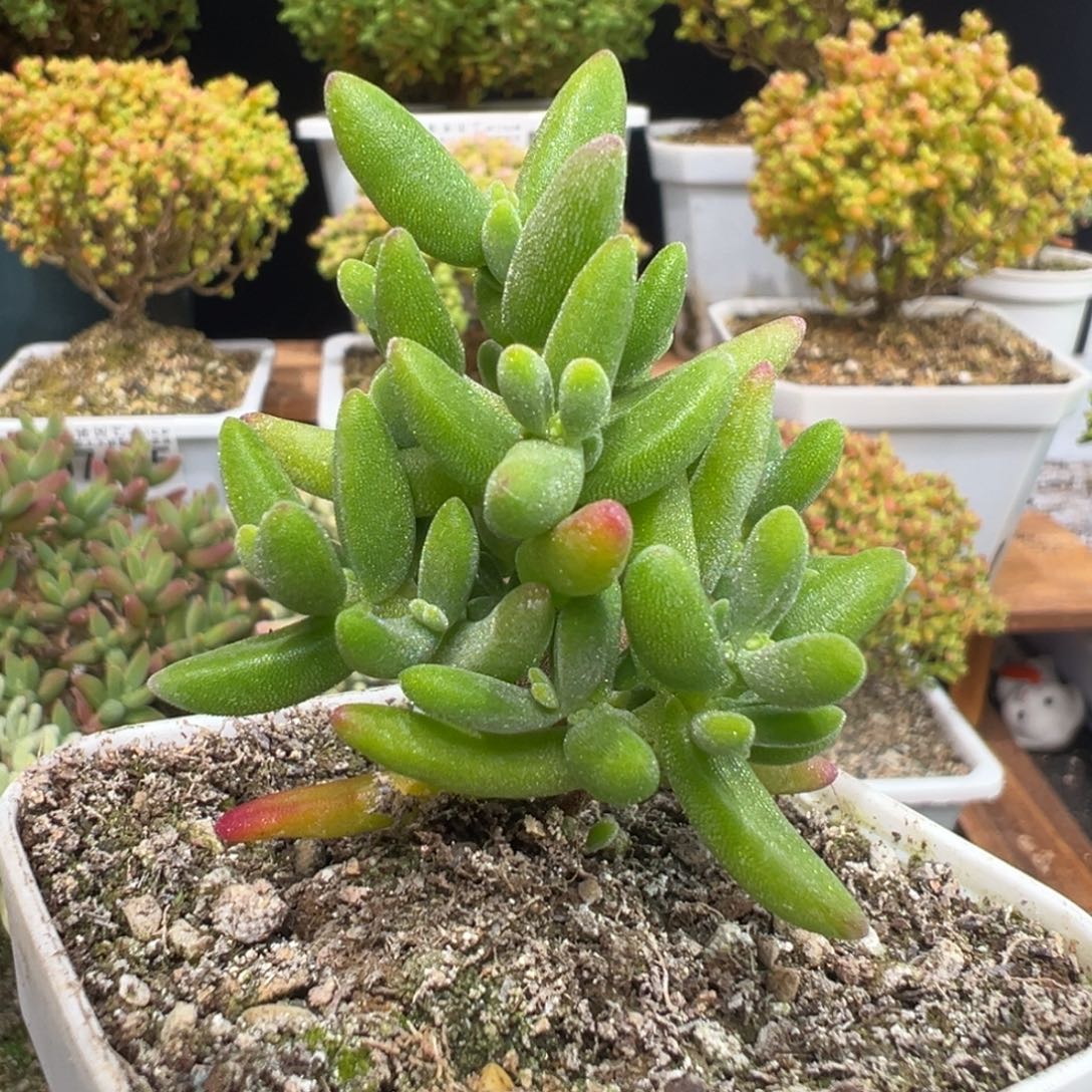 D7615香蕉一物一拍