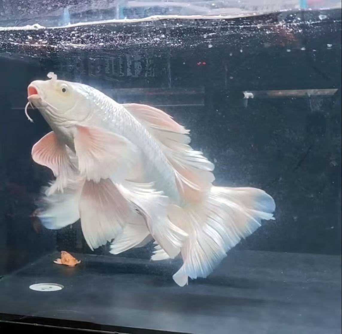 九鲤精选白普蝴蝶鲤大鳍大尾短身普身冷水观赏鱼好养耐活