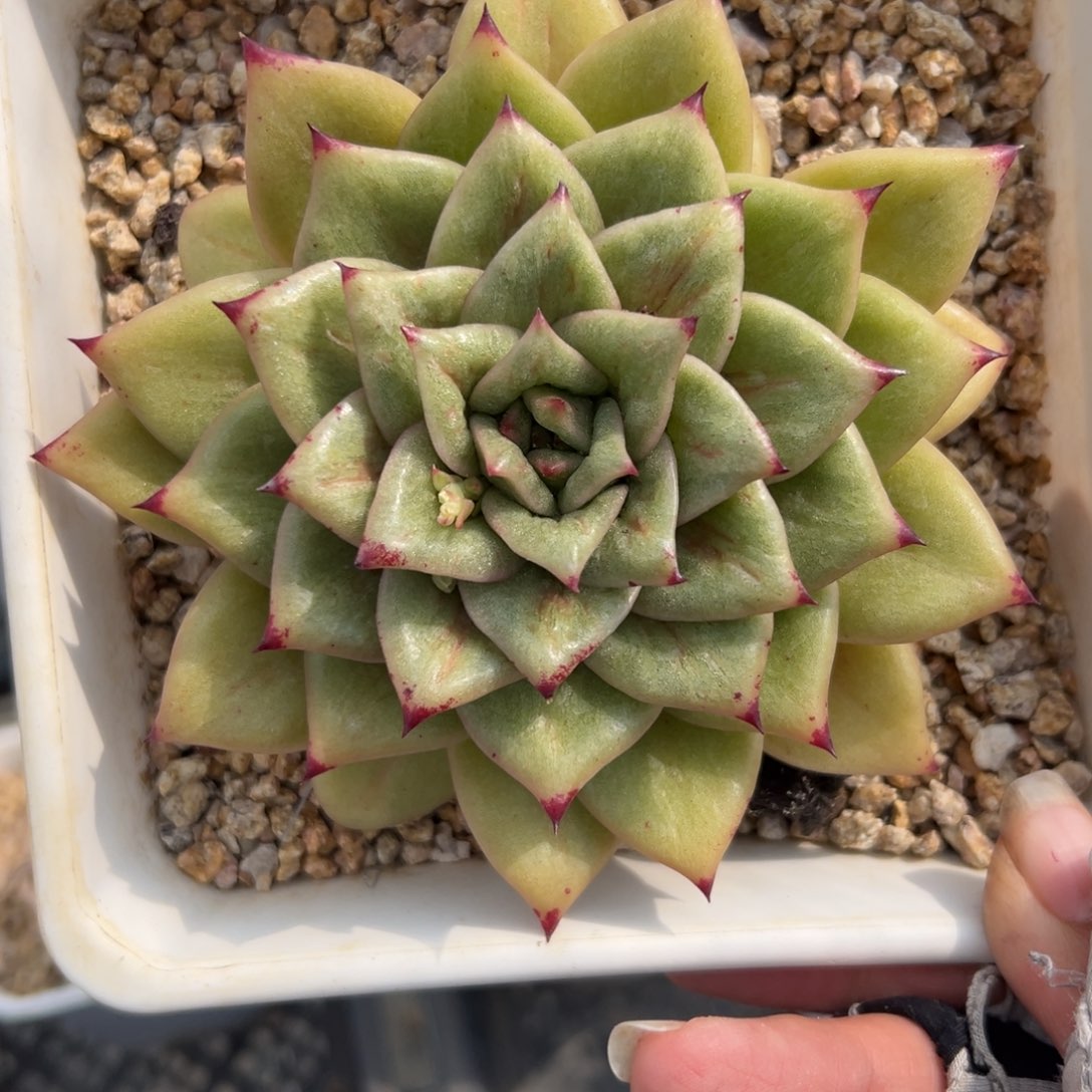 蔷薇精控多肉一物一拍