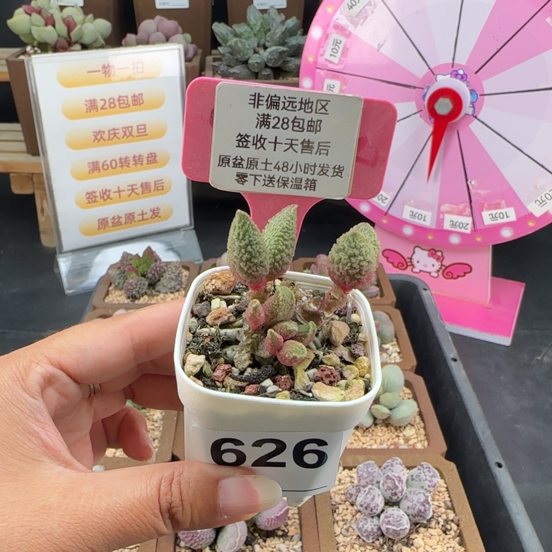 *****626实生多肉的植物