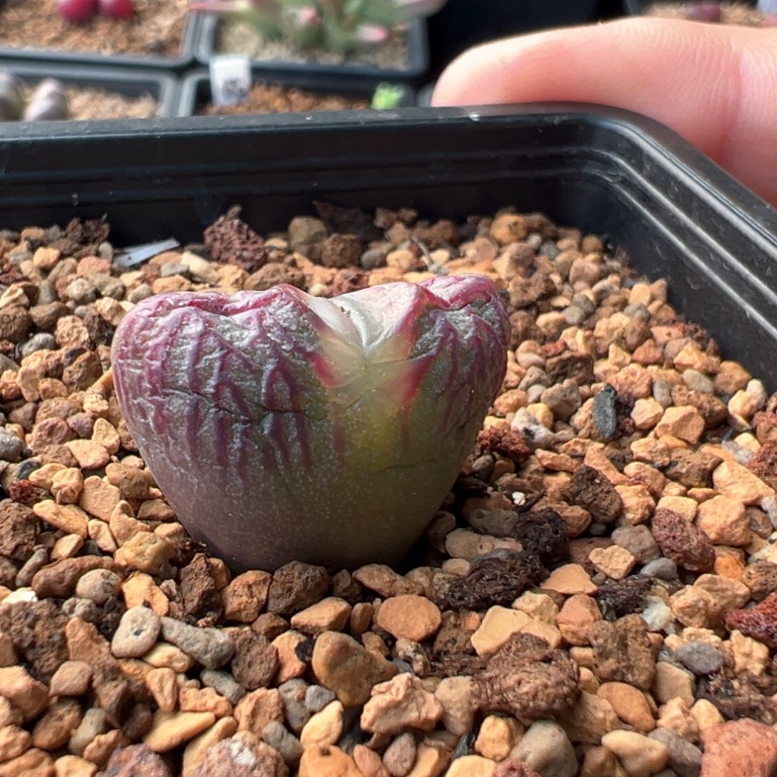 多肉单头优选流水纹杂交一棵