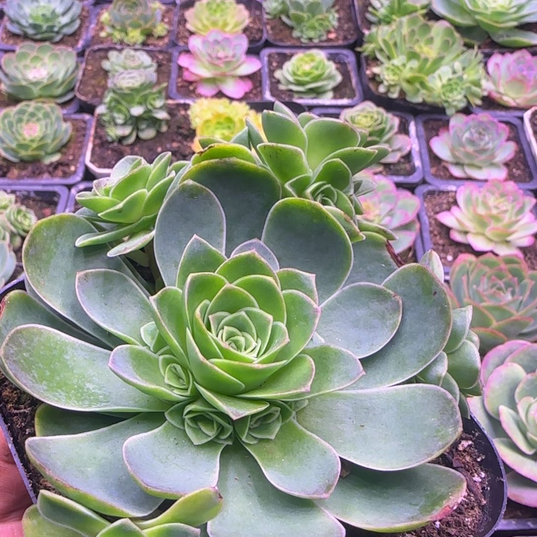 11厘米玫瑰紫粉色1212424242423