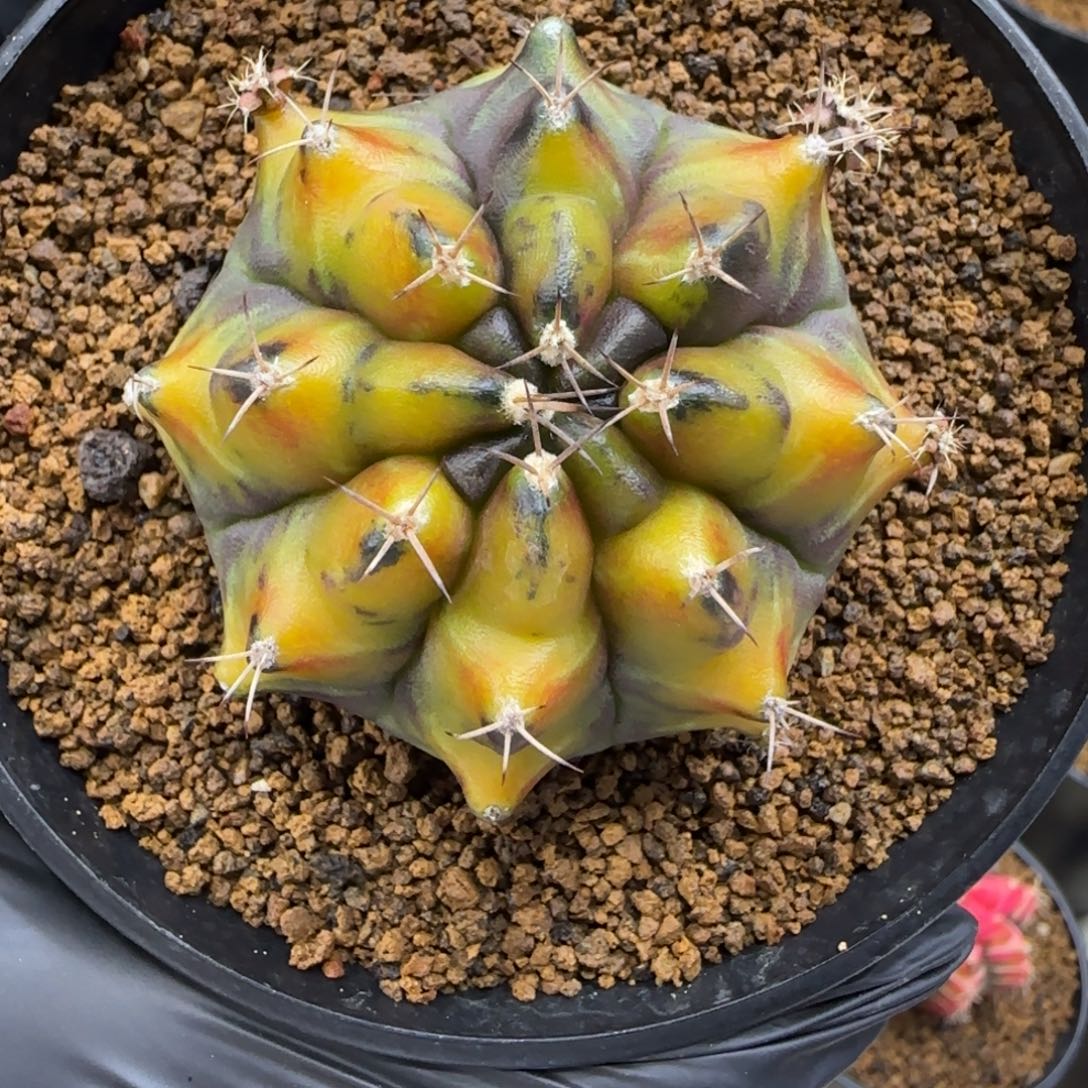 345号泰系乌贼B带盆土发货