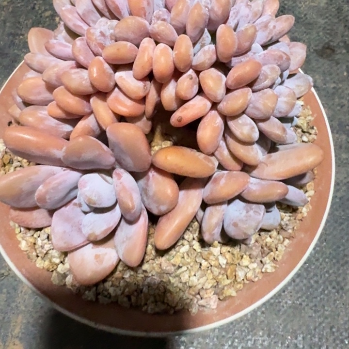 多肉植物粉兔缀化