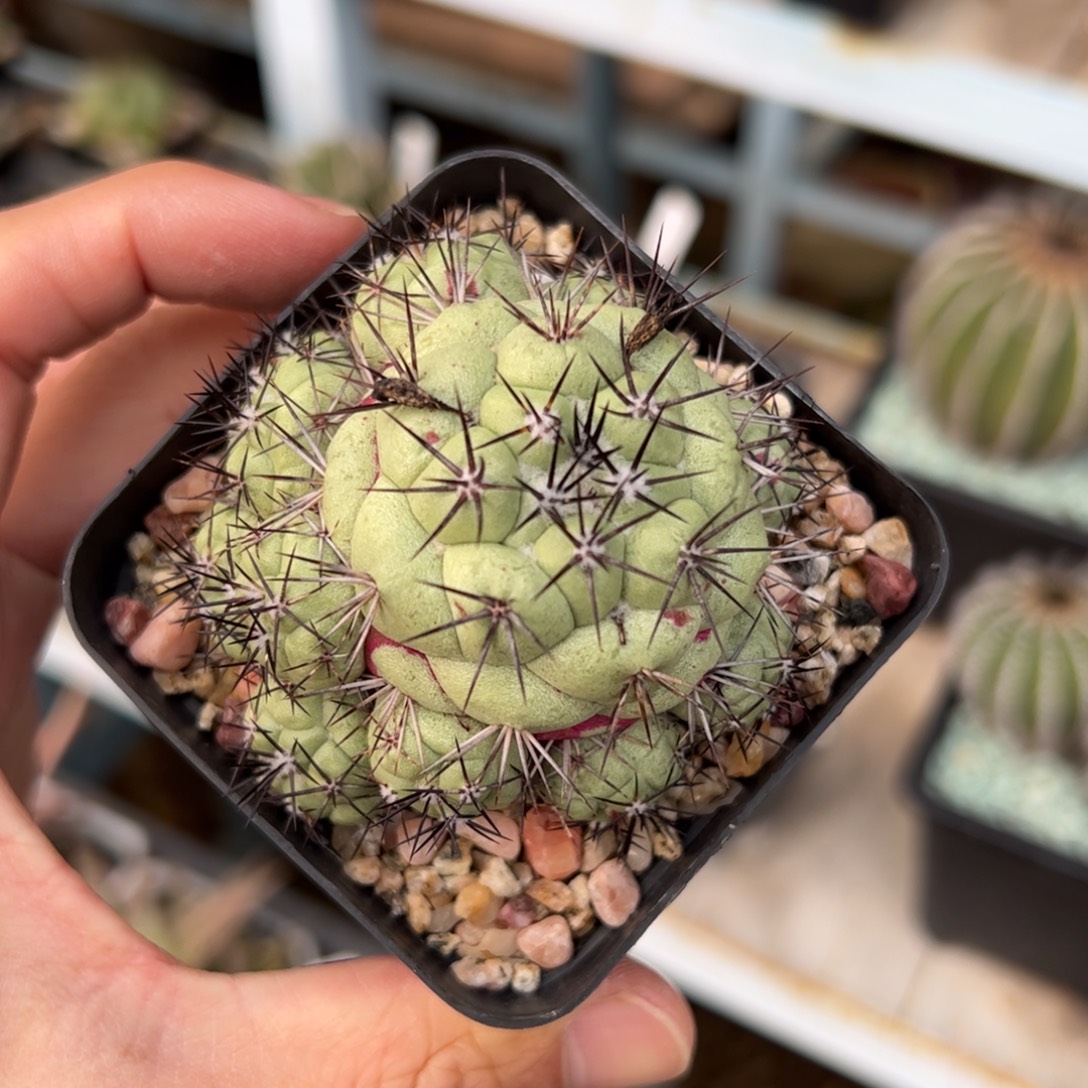 帝王丸侧芽繁殖 脱土发货 