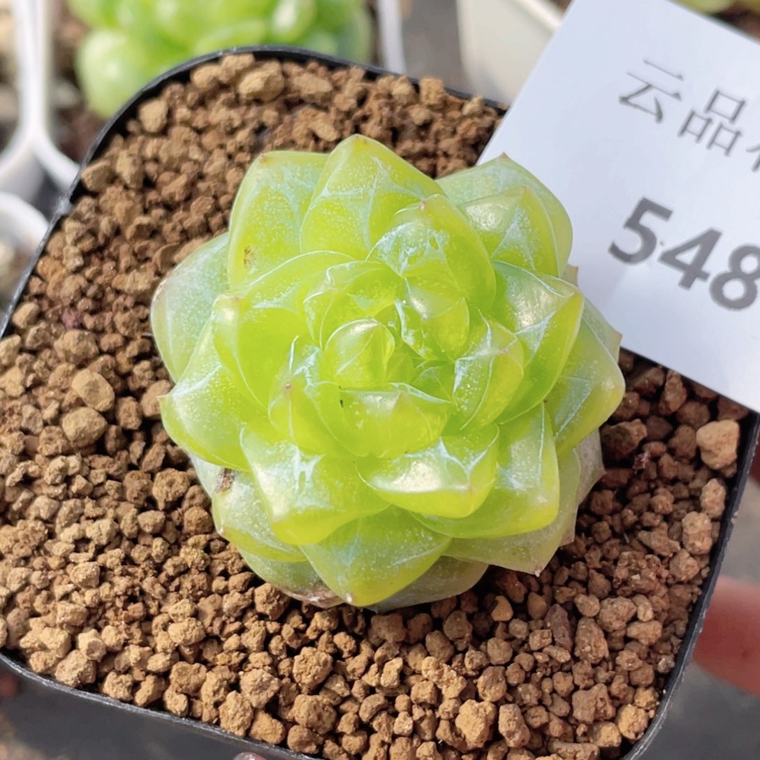 548号糖心冰心珍妮 有伤