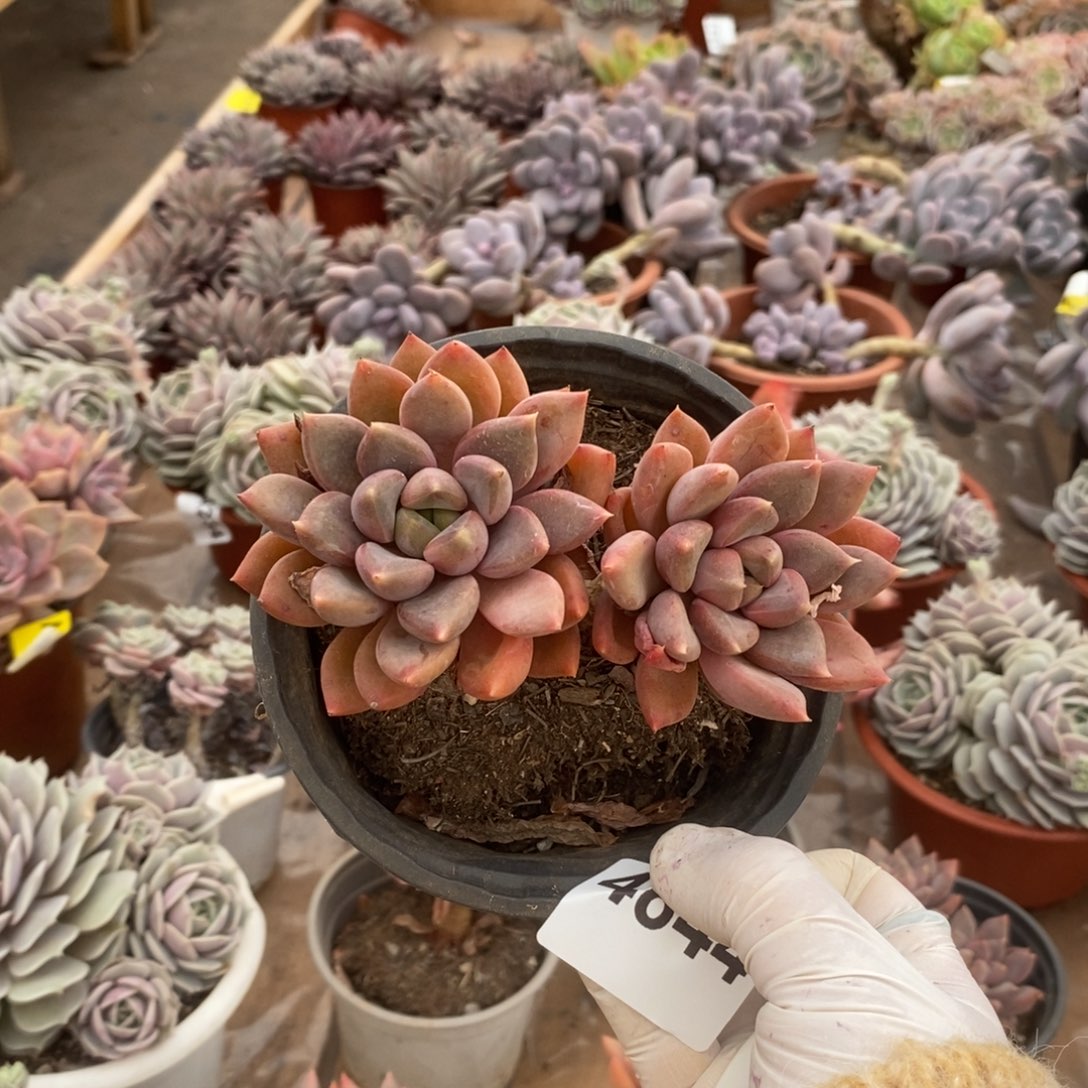 4844象牙老桩一物一拍