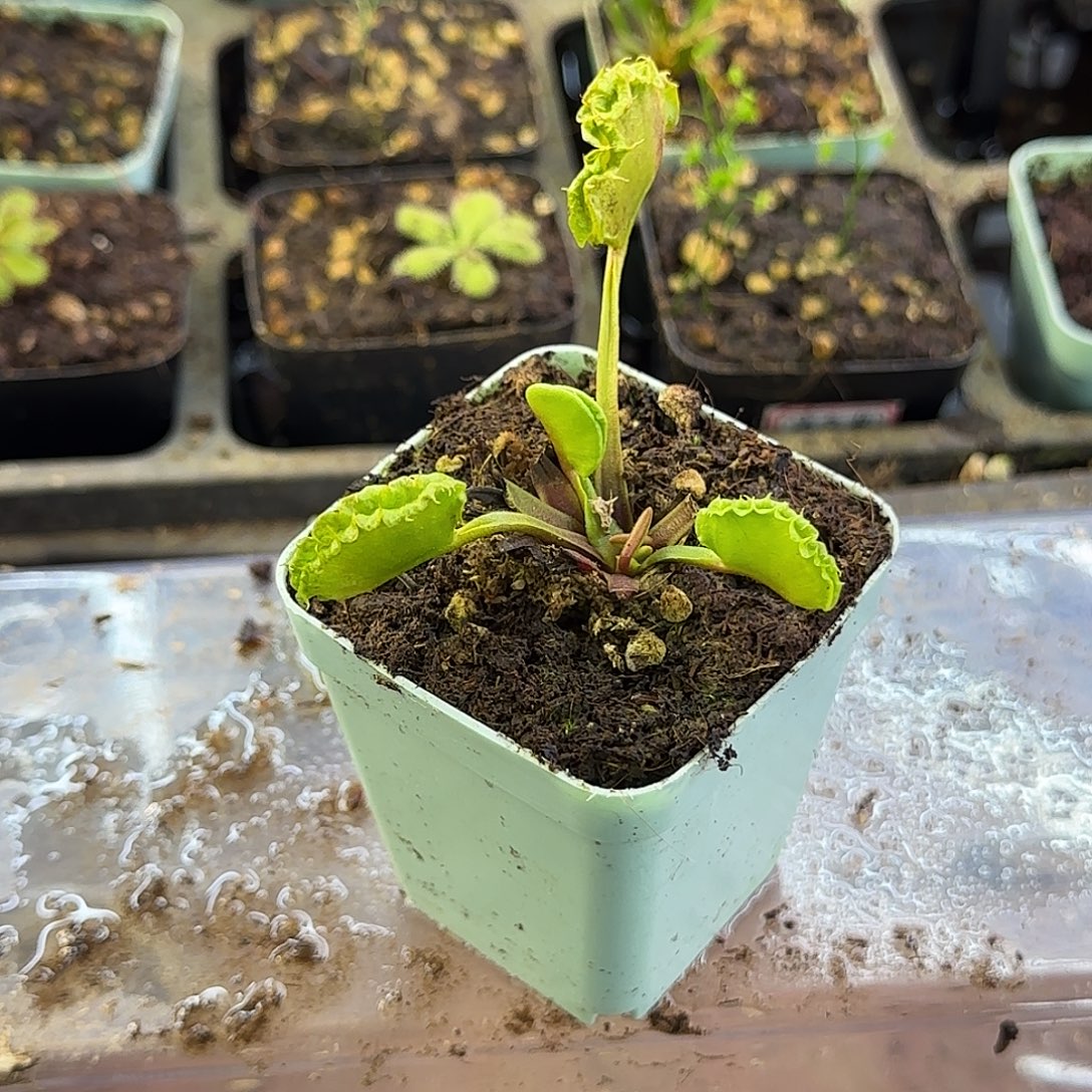 完全开放饺子捕蝇草