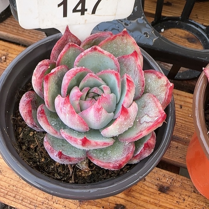 147 惊鸿仙子多肉植物6-9cm