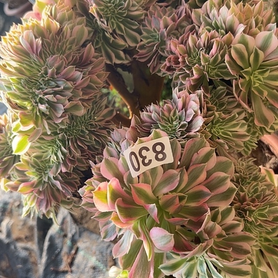 浪***人多肉植物一个女巫830