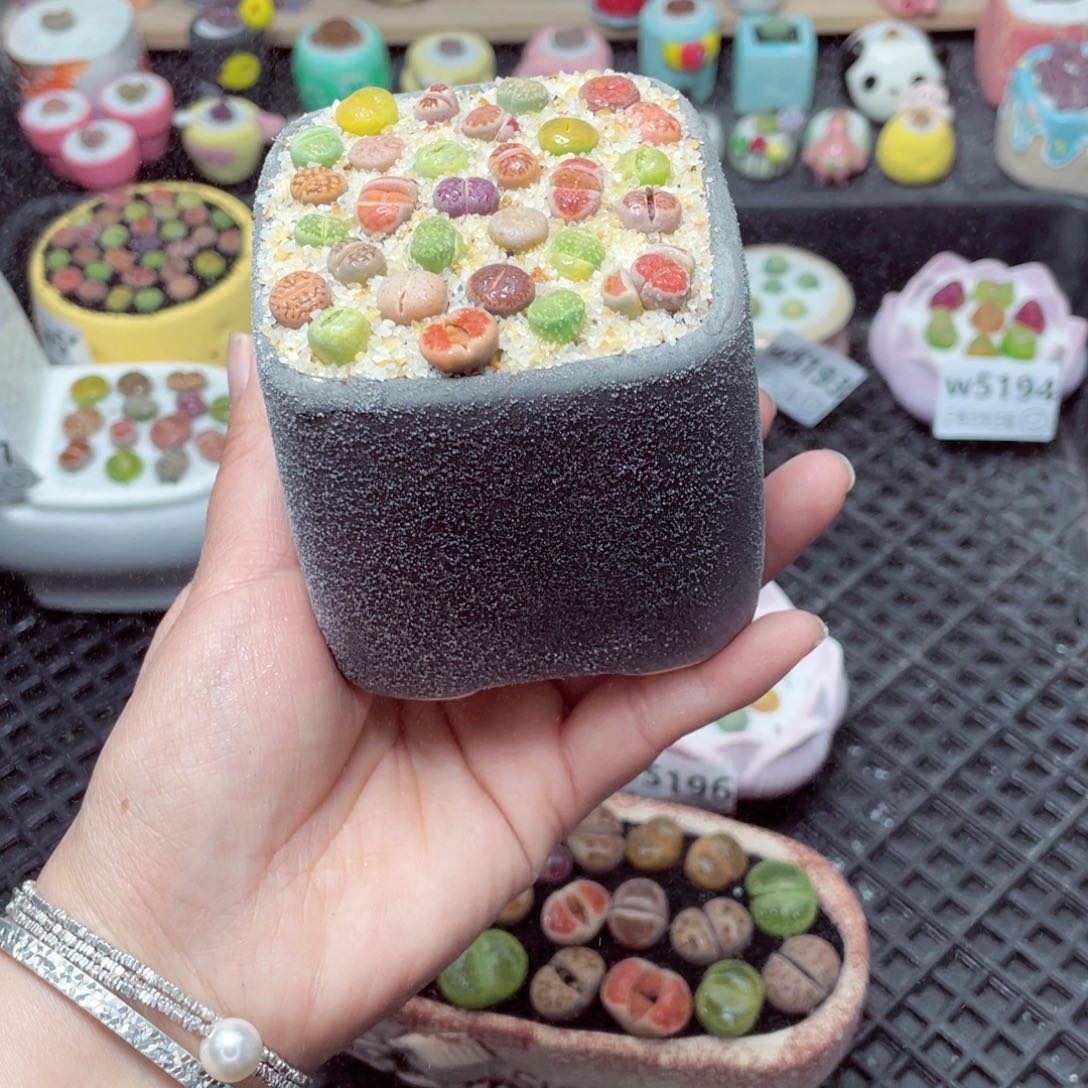 w5198 带盆土发货-零下地区拍保温箱