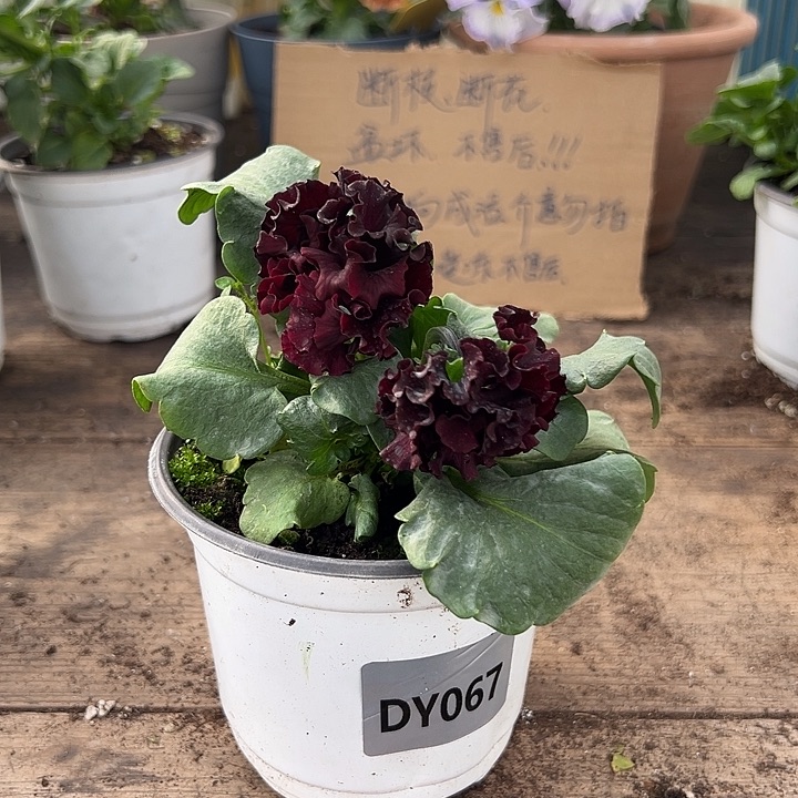 大部分花苞少量开放067号