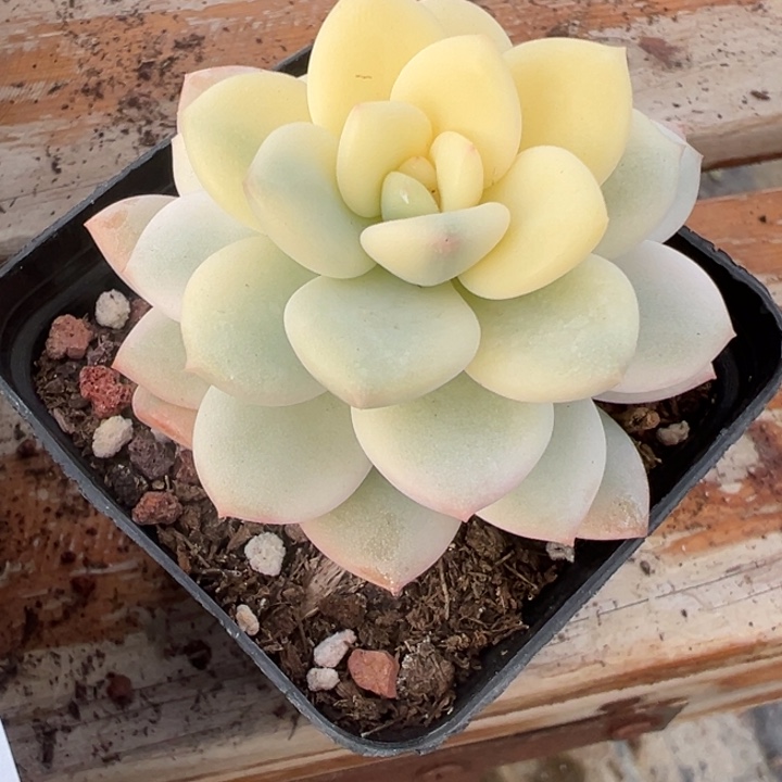 白马锦多肉植物601