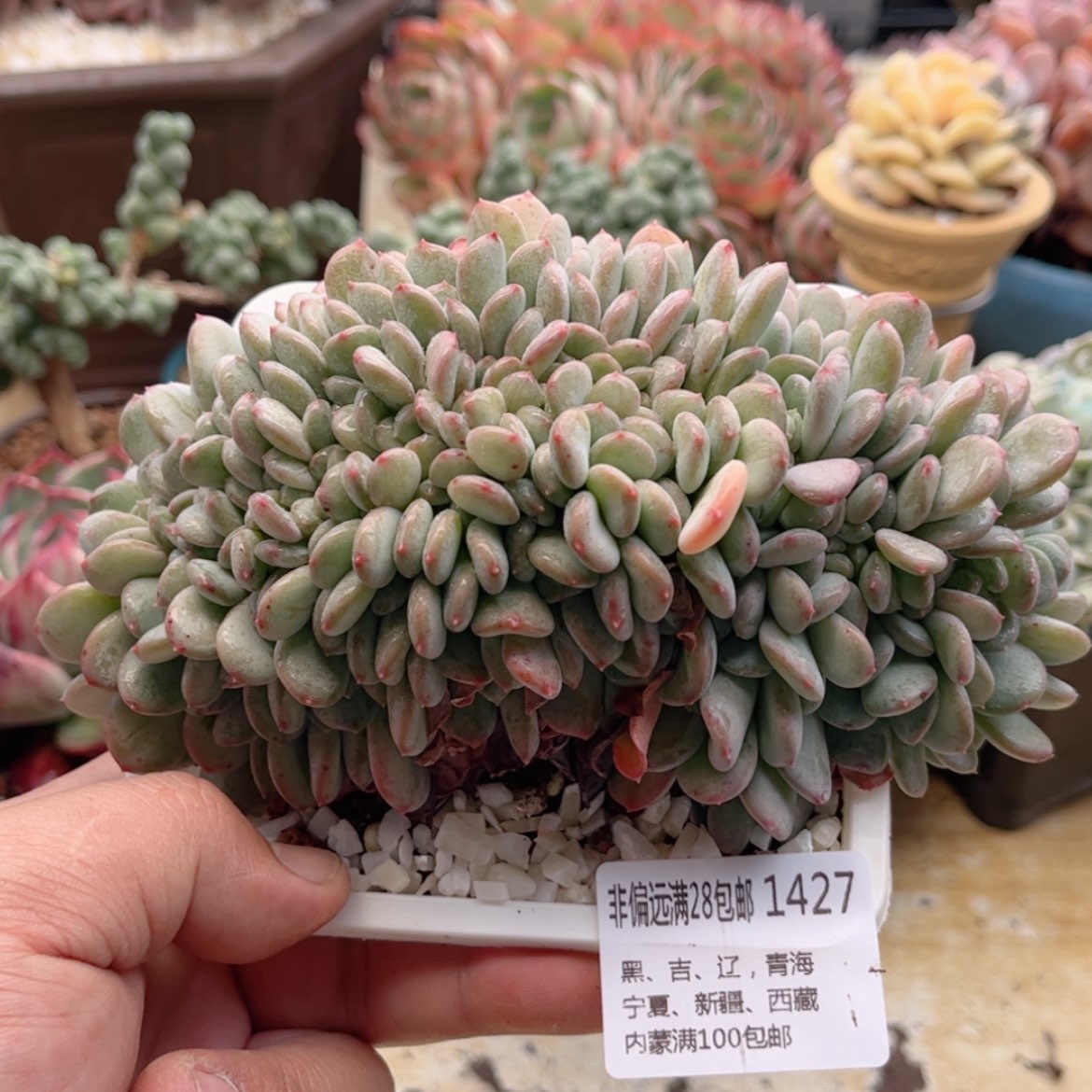 【闪购商品】1427玛瑙缀
