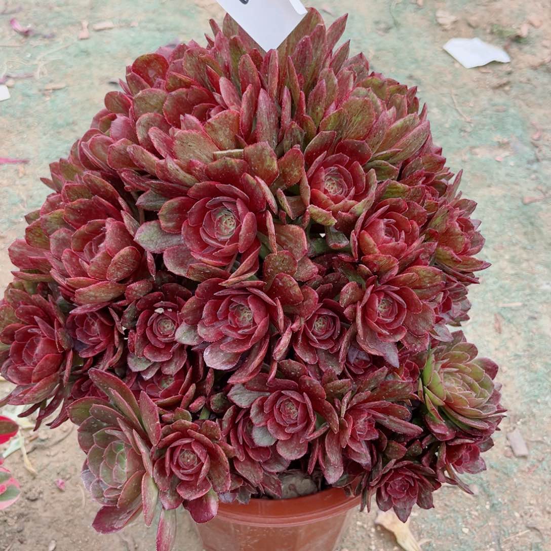 070红丝绒掐心朵朵多肉