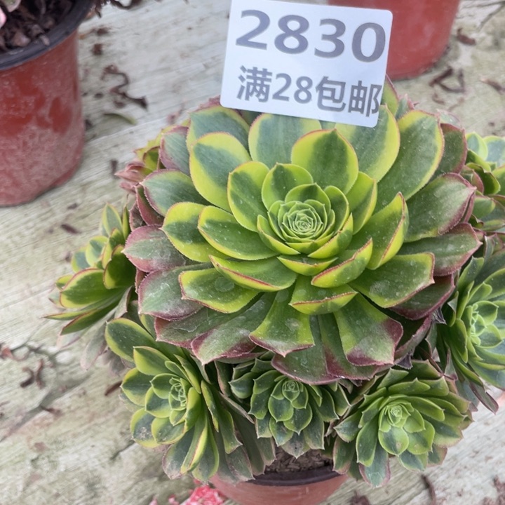 慧**心2830二号棚奶白多肉A
