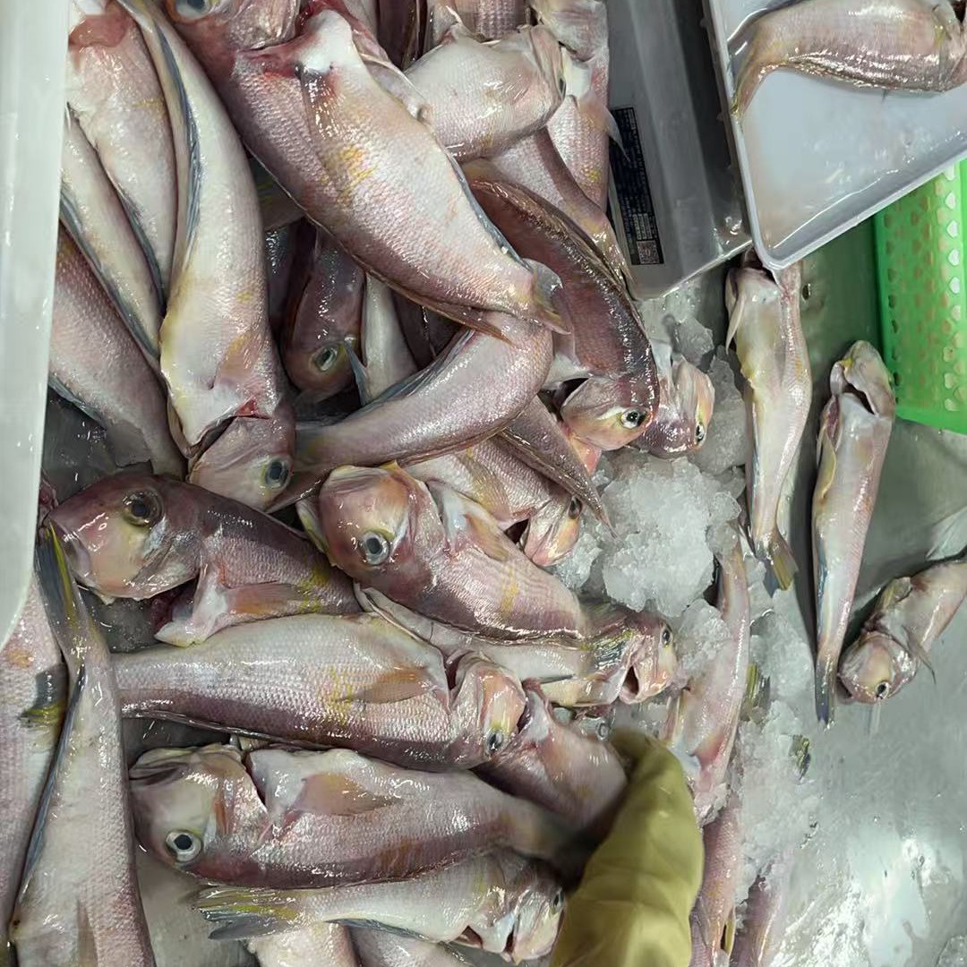 湛江本港马头鱼 多肉无小刺 鱼肉鲜嫩 香煎美味