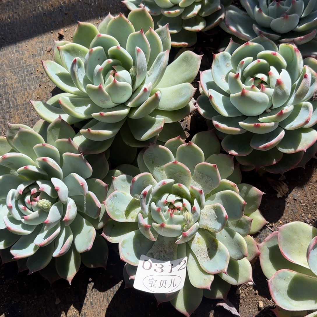 0312好可爱好漂亮呜呜宝宝我