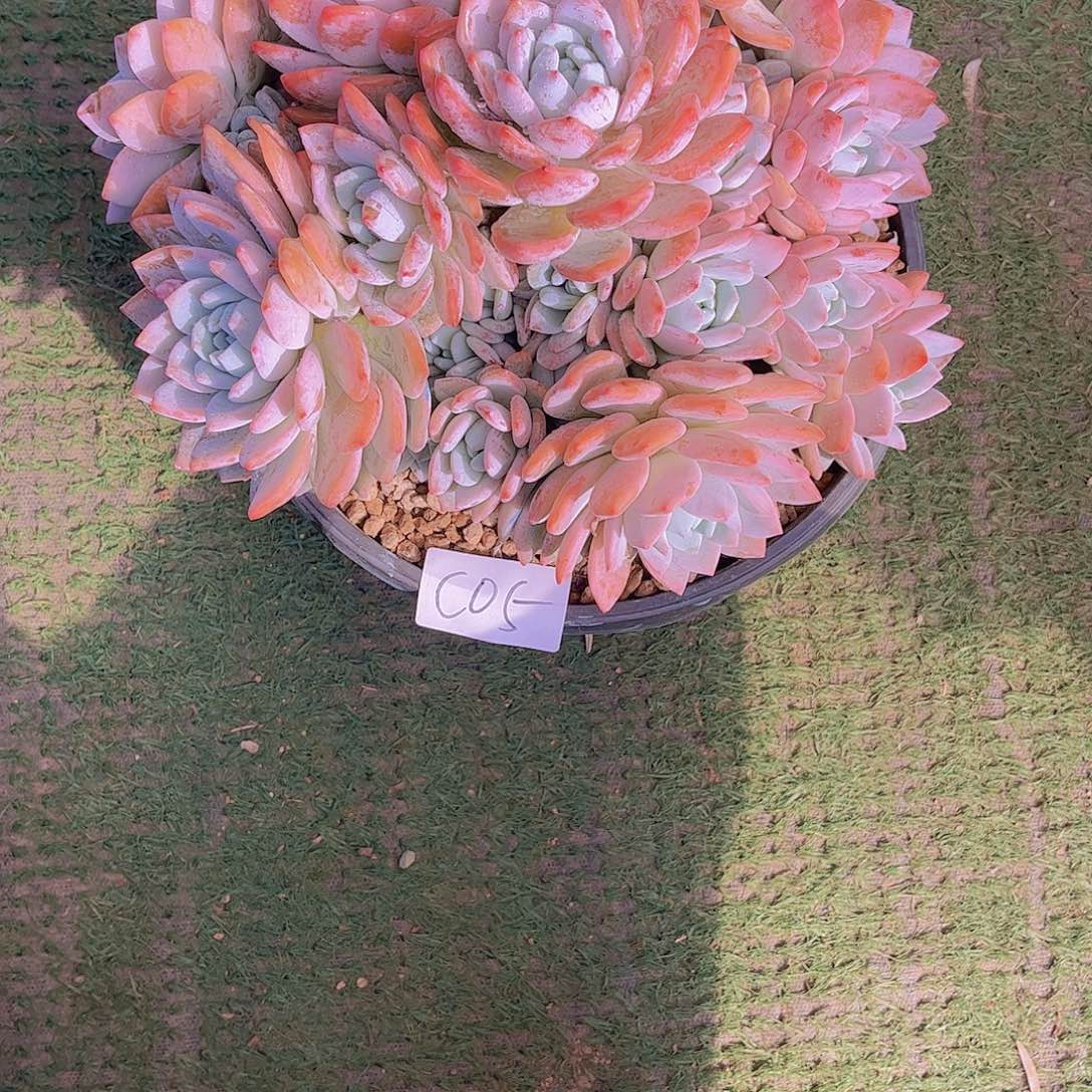 一***馆冷香Ｃ０5号一颗一物一拍