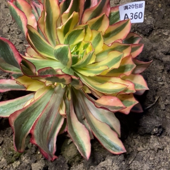 魅影360多肉植物