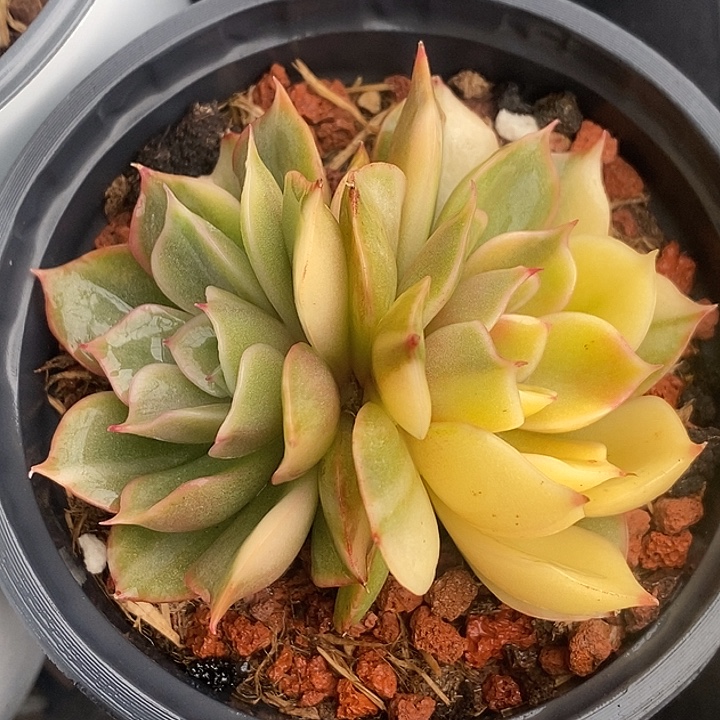 菲欧娜锦多肉植物