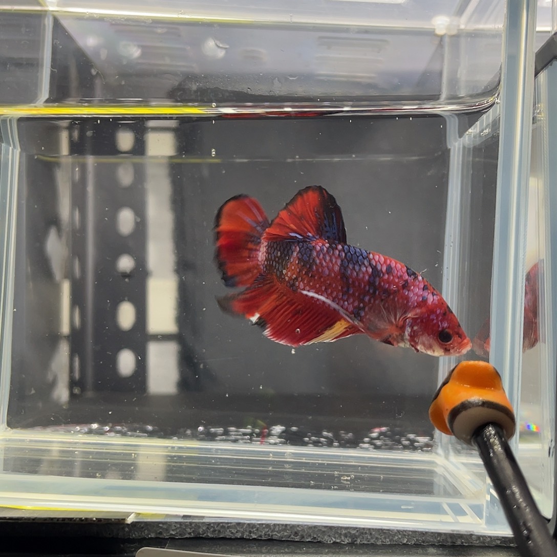 斗鱼12.3 晚 巨斗将军 014