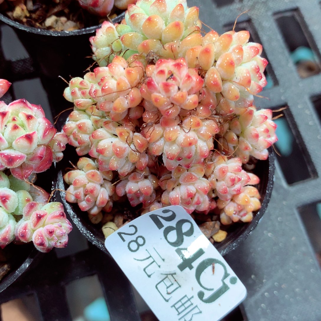 5厘米盆精控多肉284