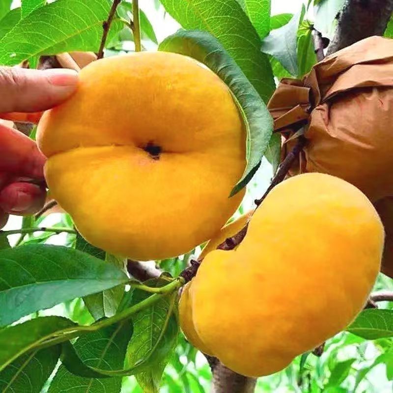 【包邮】桐柏大山黄金毛蟠桃新鲜应季果园现摘现发甜嫩多汁水果