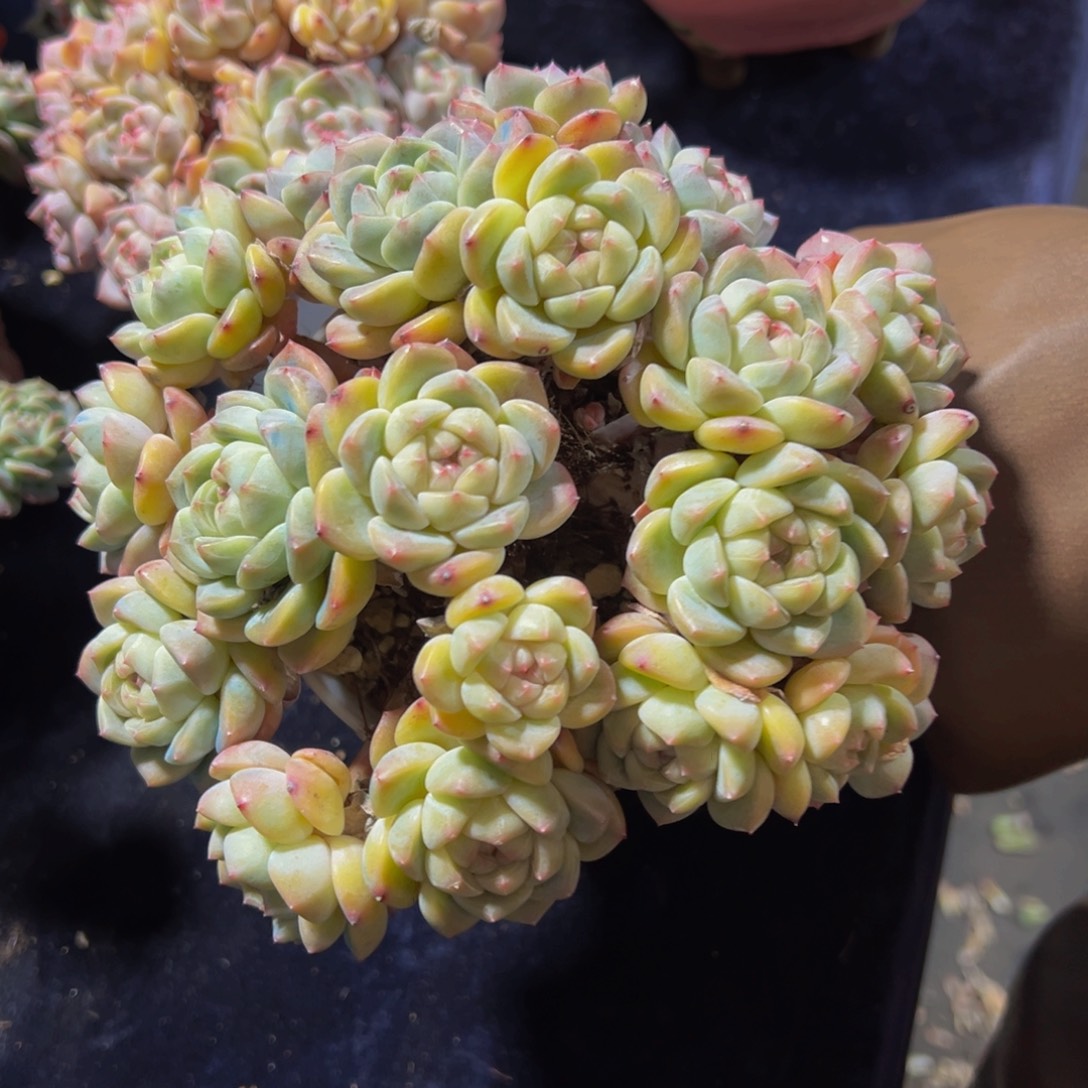 厚梦群生天天开心