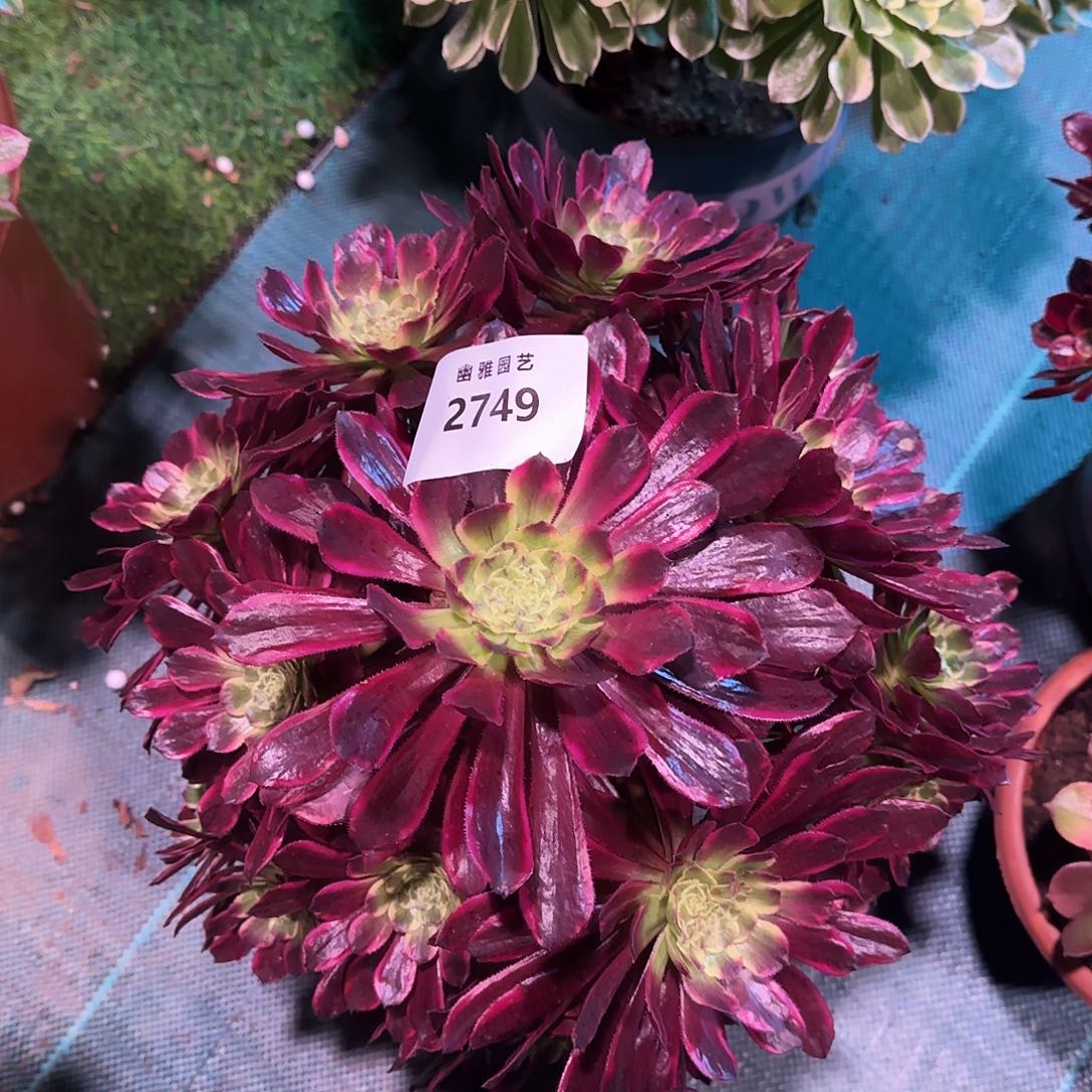 多肉植物紫浪2749