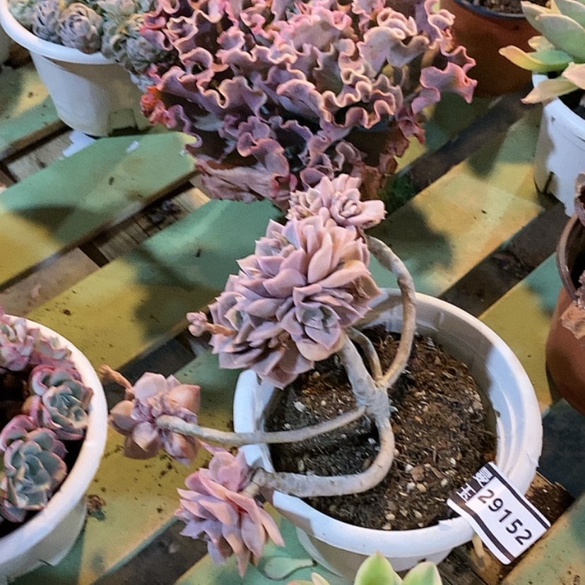 【闪购商品】哈利沃森29152