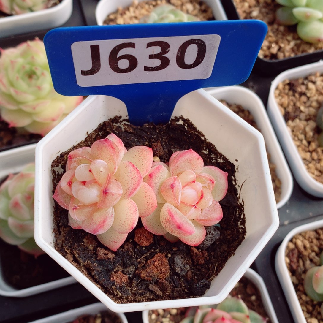 M****y恶魔之泪5-6cm多肉植物