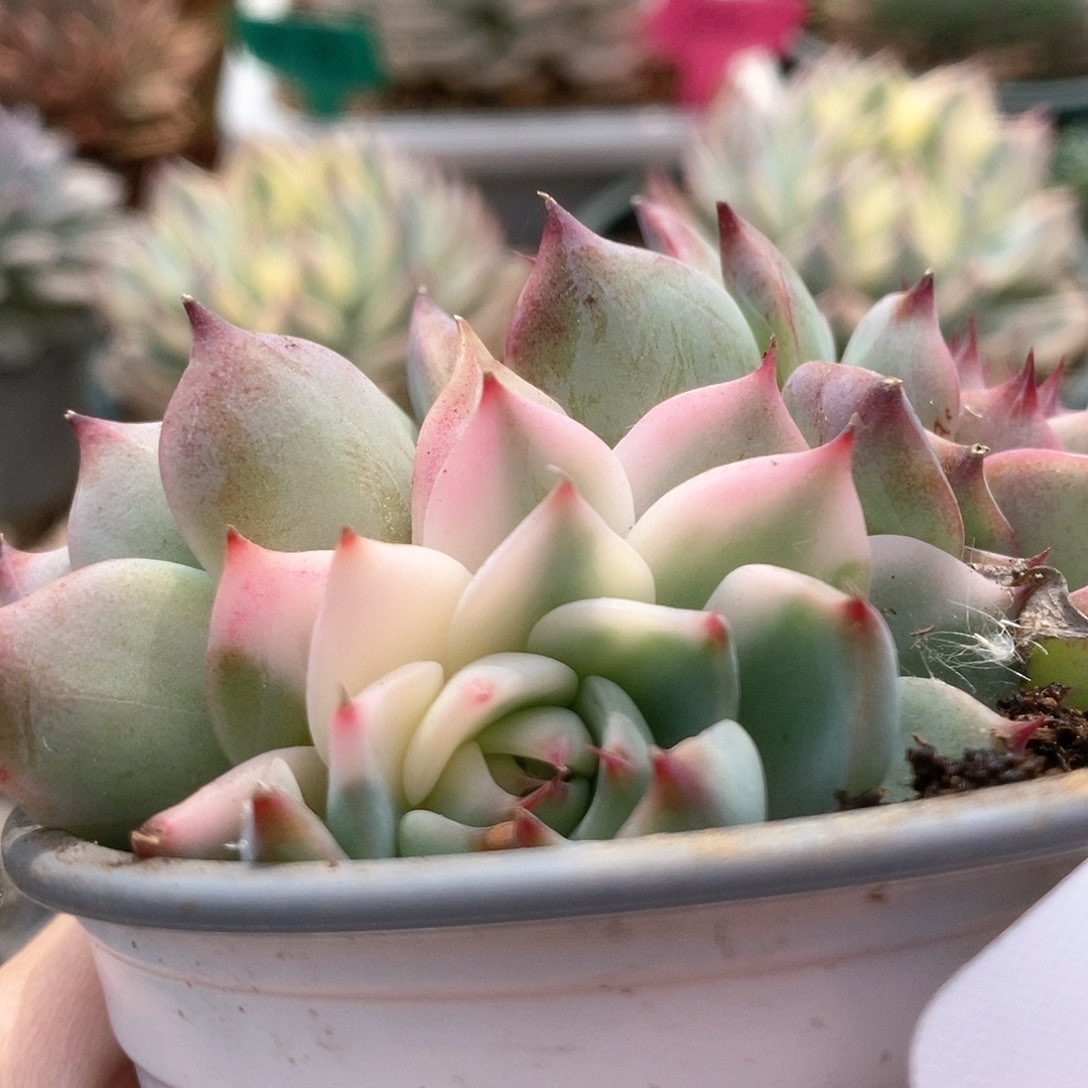 D130锦锦锦锦锦锦锦