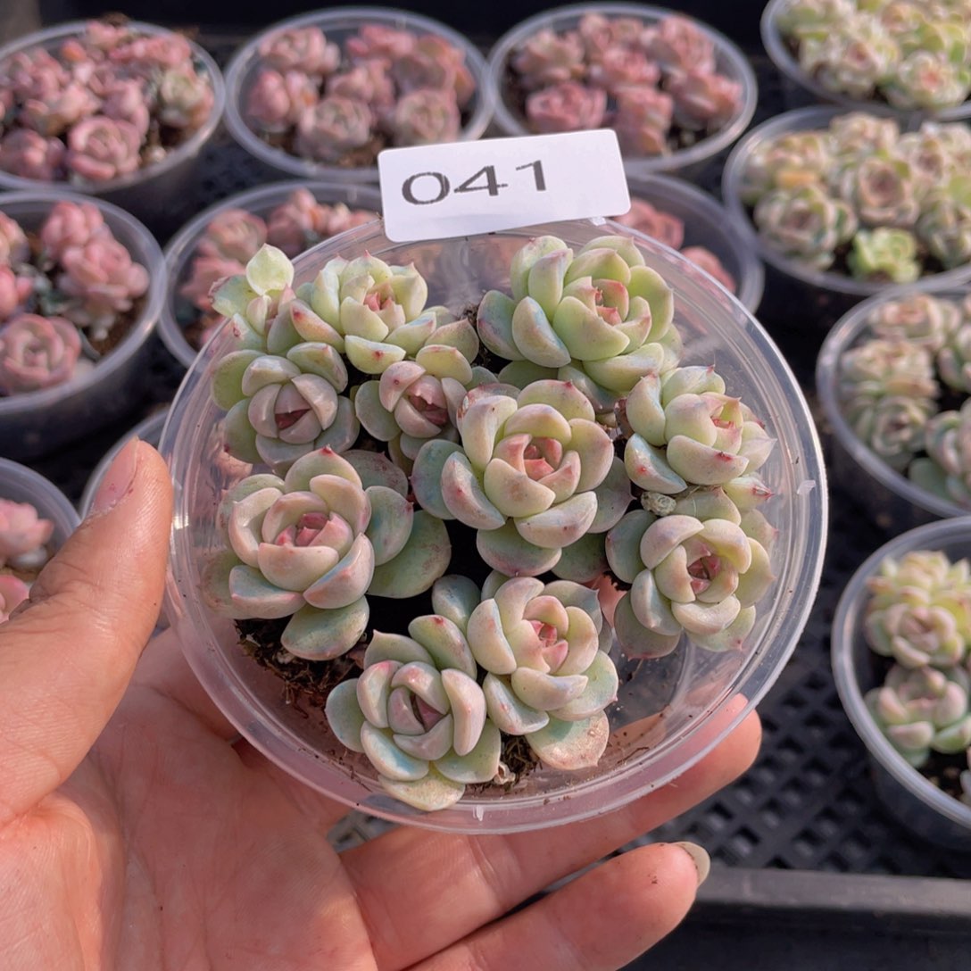 云糖心多肉植物41