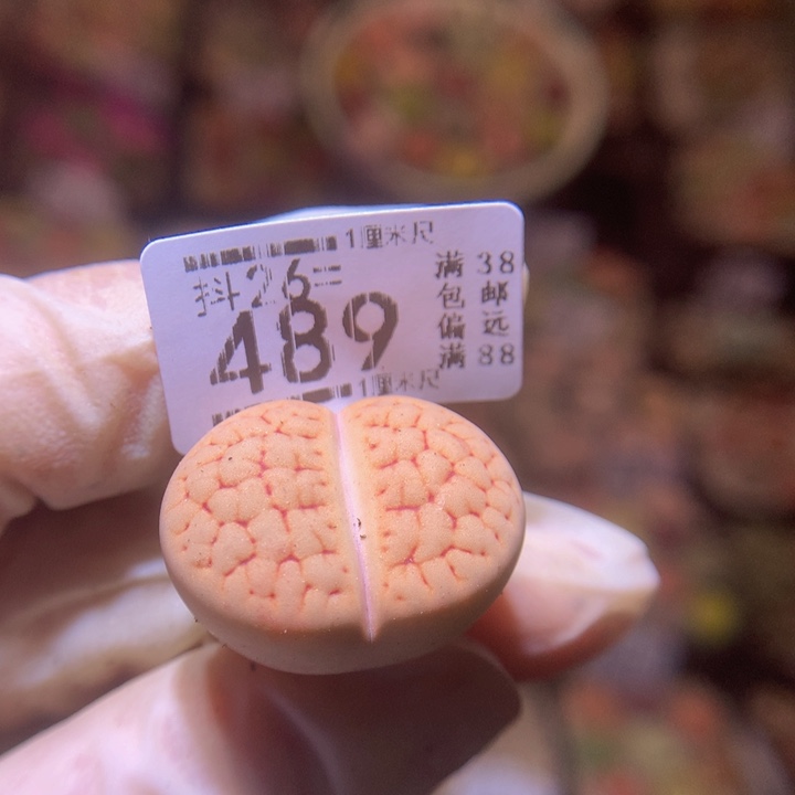 V****?精品生石花26.489