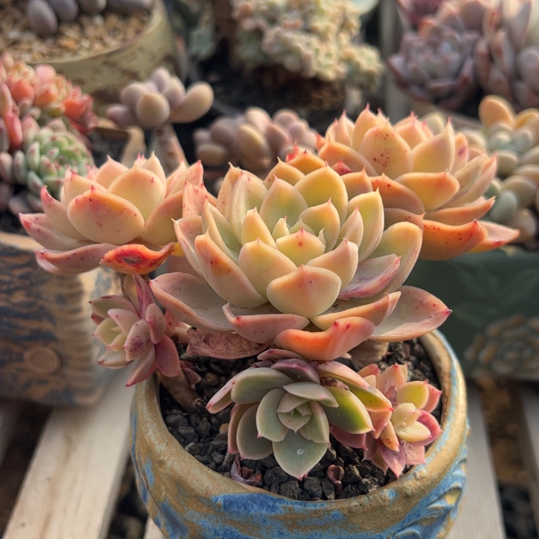 丝绸面纱整群无砍