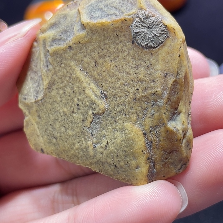 裸石琥珀未镶嵌海葵