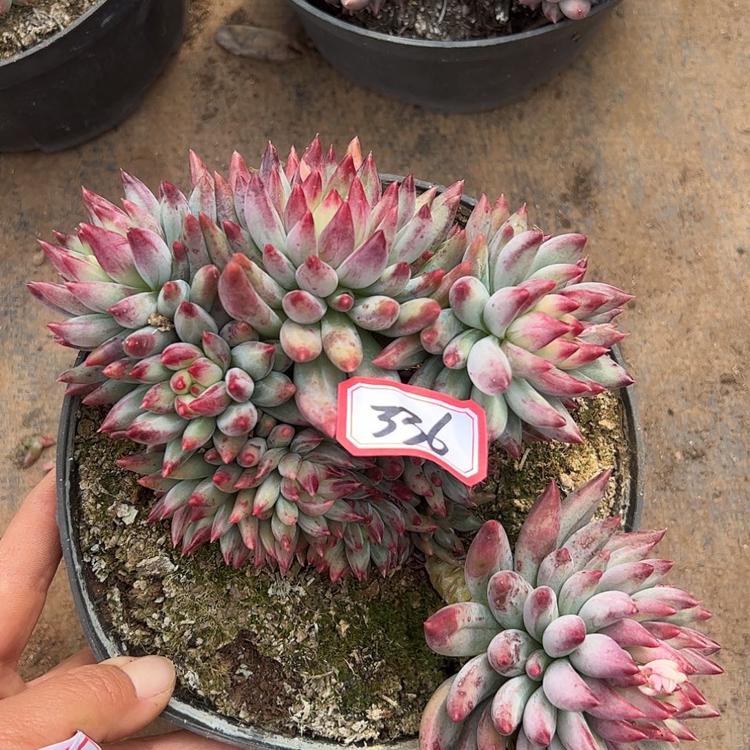 336号虞美人，一物一