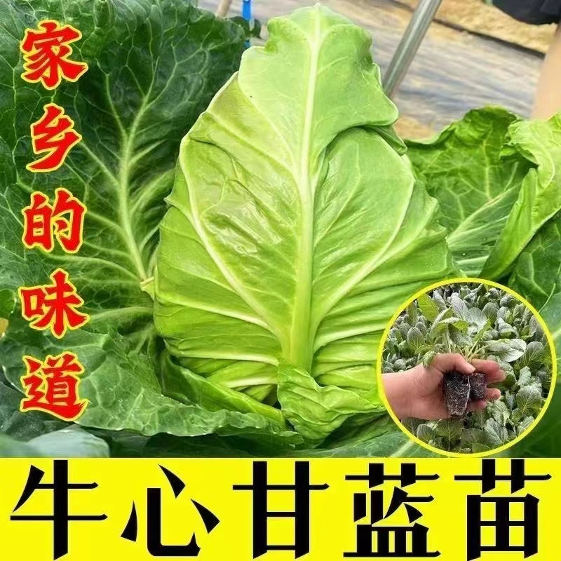 牛心甘蓝秧苗甘蓝苗苗早熟特大高产卷心包菜蔬菜秧苗正宗包菜苗