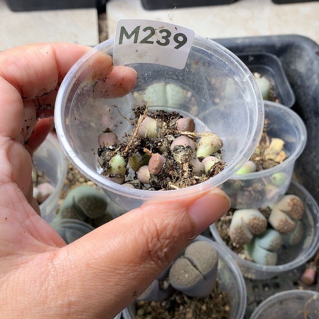 C**?M239多肉植物保护