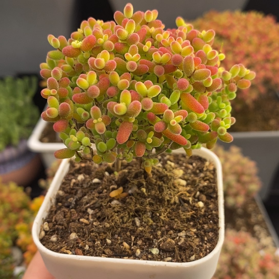 完全开放81号蜜橘糖球（6.5cm）