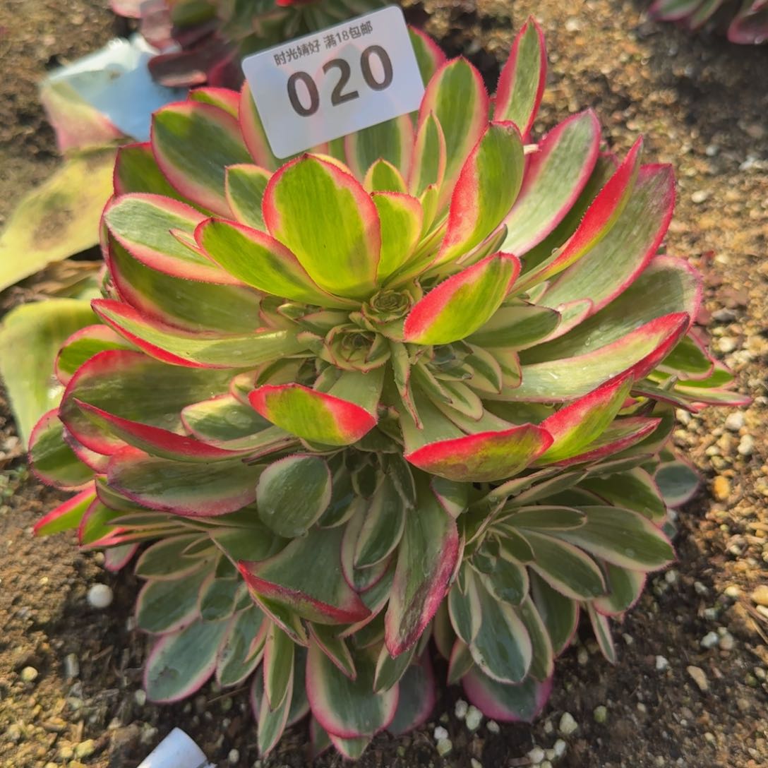 020云荷。多肉植物