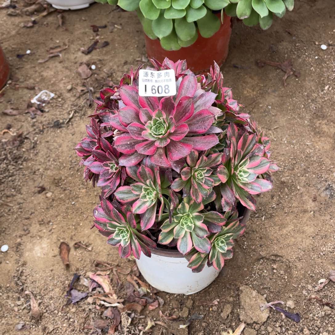 608安娜多肉法师断枝不包