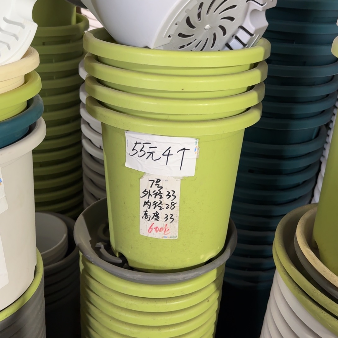 四季7#口径33无拖果绿6个